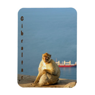 Magnet Flexible Le singe barbare de Gibraltar