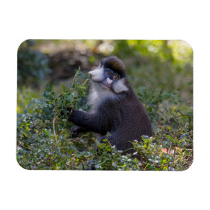 Magnet Flexible Le singe tacheté de Schmidt