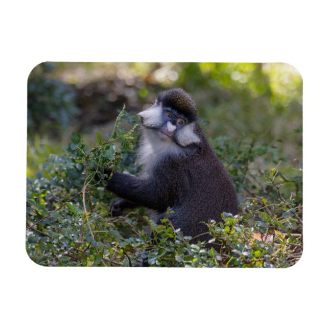 Magnet Flexible Le singe tacheté de Schmidt (Horizontal)