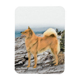 Magnet Flexible Le Spitz finlandais sur la peinture de bord de mer