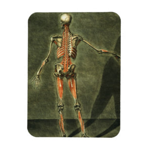 Magnet Flexible Le système musculaire profond du dos du corps,