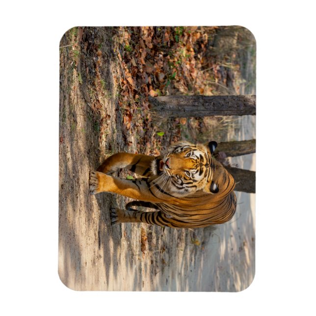 Magnet Flexible Le Tigre indien (Vertical)