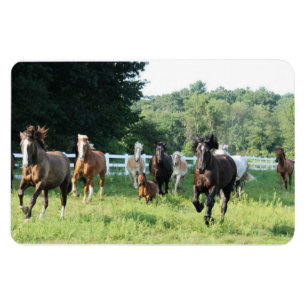 Magnet Flexible Le troupeau et le Herdmaster