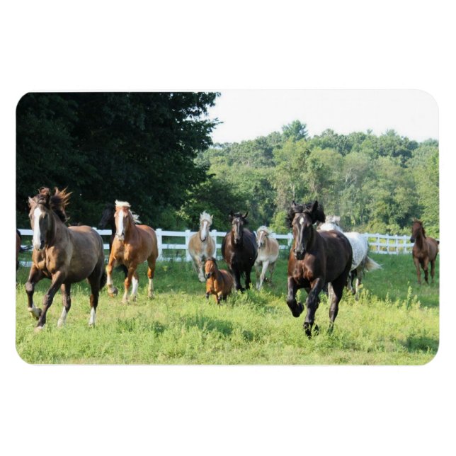 Magnet Flexible Le troupeau et le Herdmaster (Horizontal)