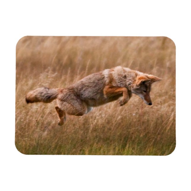 Magnet Flexible Leapage de coyote - Gibbon Meadows (Horizontal)