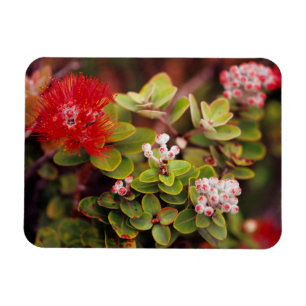 Magnet Flexible Lehua Blossoms In Hawaï Volcanoes