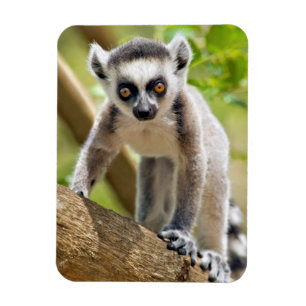 Magnet Flexible Lemur de bébé