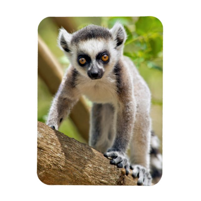 Magnet Flexible Lemur de bébé (Vertical)