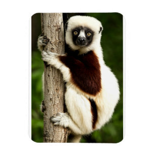 Magnet Flexible Lémurien Sifaka dans la forêt de Madagascar