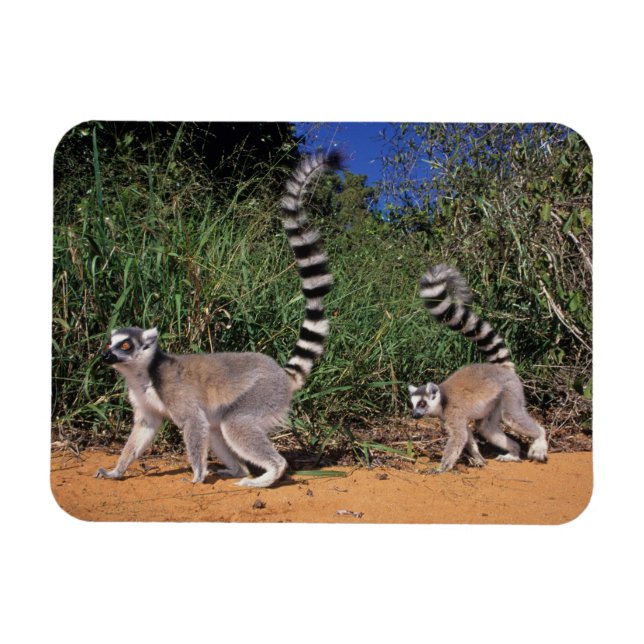 Magnet Flexible Lémurs à queue annelée (Lemur Catta), Berenty (Horizontal)