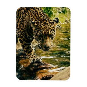 Magnet Flexible Leopard Crossing a Stream Photographie