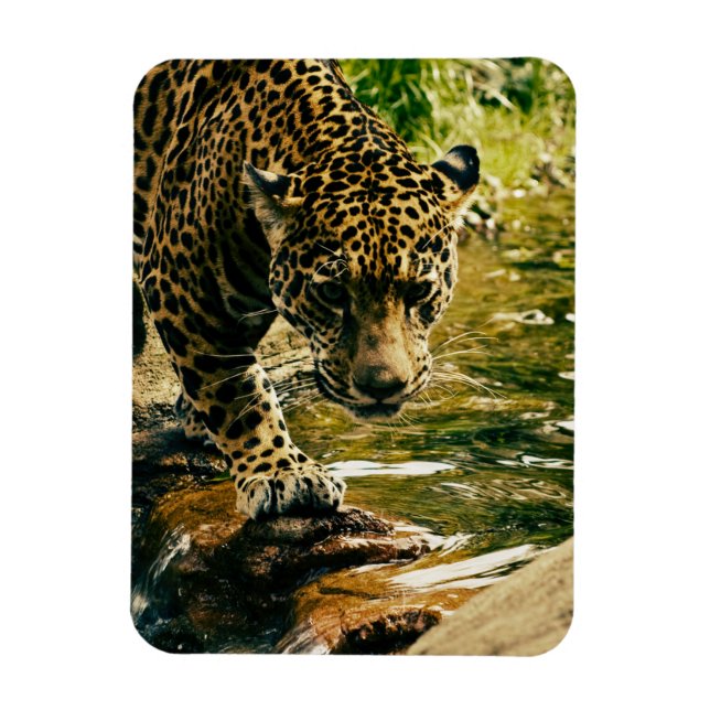 Magnet Flexible Leopard Crossing a Stream Photographie (Vertical)