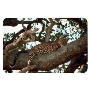 MAGNET FLEXIBLE LEOPARD DANS L'ARBRE