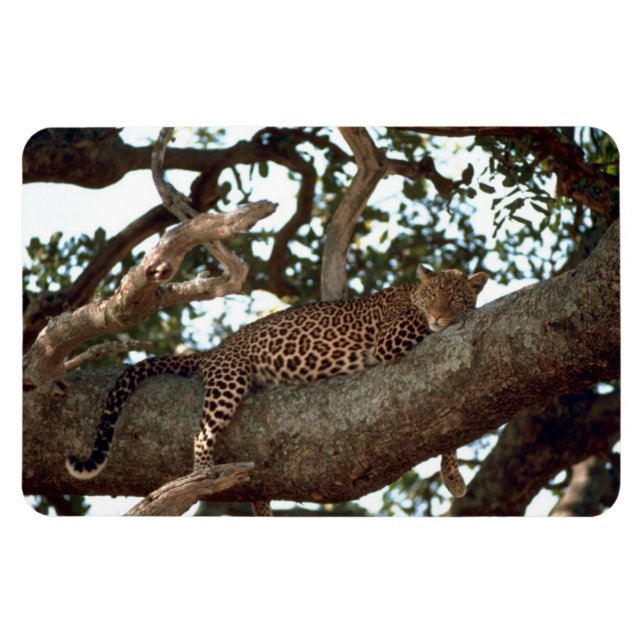 MAGNET FLEXIBLE LEOPARD DANS L'ARBRE (Horizontal)