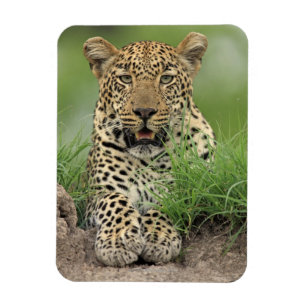 Magnet Flexible Leopard, Panthera pardus, Sabi Sabi Game