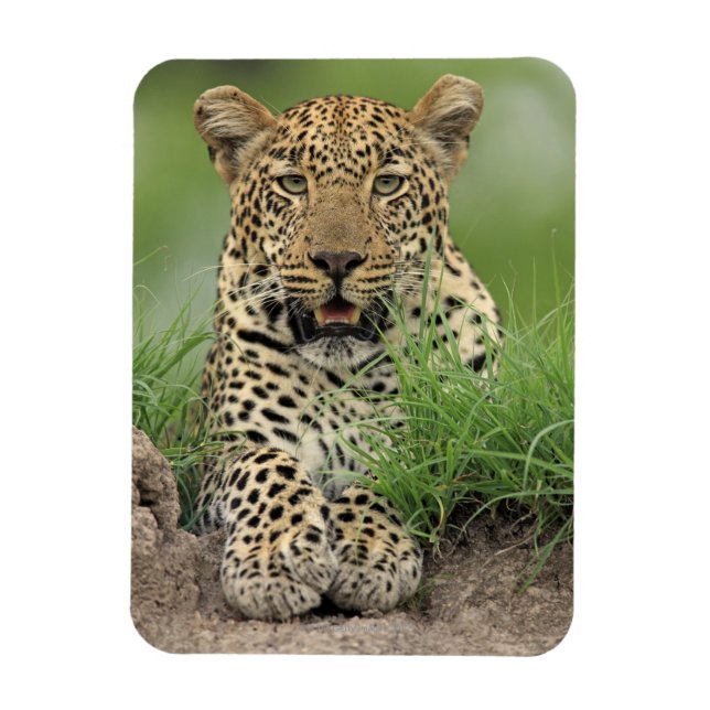 Magnet Flexible Leopard, Panthera pardus, Sabi Sabi Game (Vertical)