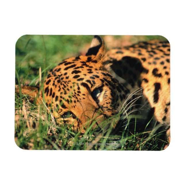 Magnet Flexible Leopard reposant dans l'herbe (Horizontal)