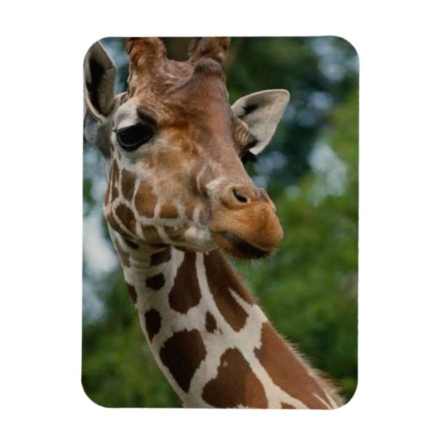 Magnet Flexible Les amateurs de girafe Faune (Vertical)