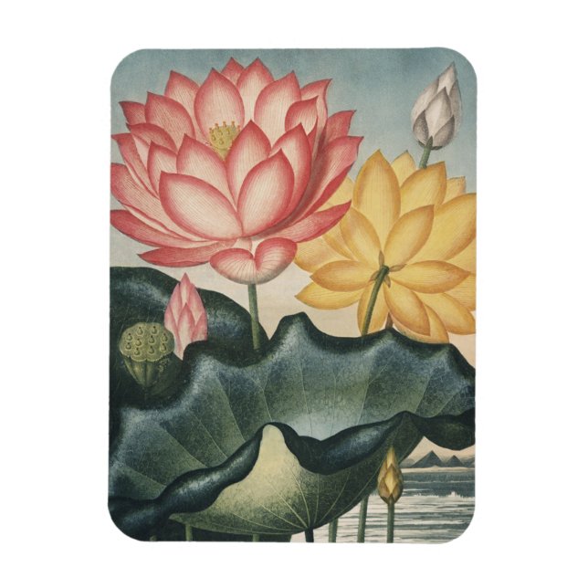 Magnet Flexible Les Beaux-Arts Lotus (Vertical)