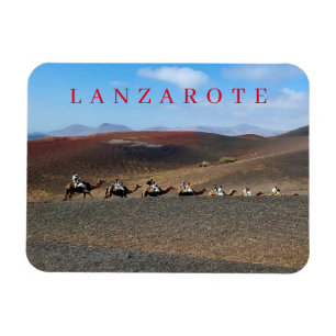 Magnet Flexible Les chameaux de Lanzarote regardent l'aimant frigo