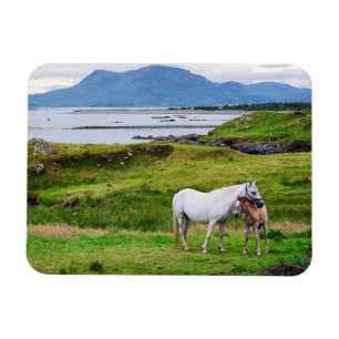 Magnet Flexible Les chevaux de Connemara Galway, Irlande