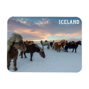 Magnet Flexible Les Chevaux Sauvages d'Islande Photo de voyage