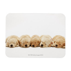 Magnet Flexible Les chiots du golden retriever