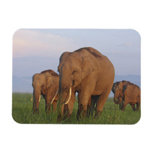Magnet Flexible Les éléphants indiens dans les Prairies