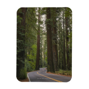 Magnet Flexible Les Etats-Unis, la Californie, route par la forêt