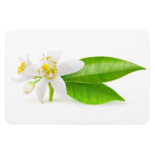 Magnet Flexible Les fleurs d'orangers