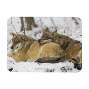 Magnet Flexible Les loups dans le bois de Bawarian