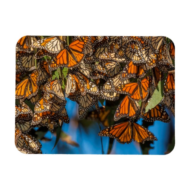 Magnet Flexible Les papillons monarques migrateurs s'accrochent au (Horizontal)