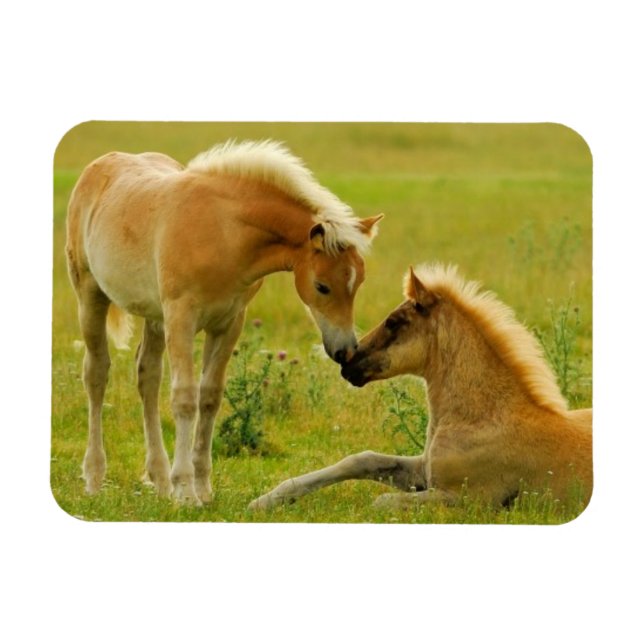 Magnet Flexible Les poulains du cheval (Horizontal)