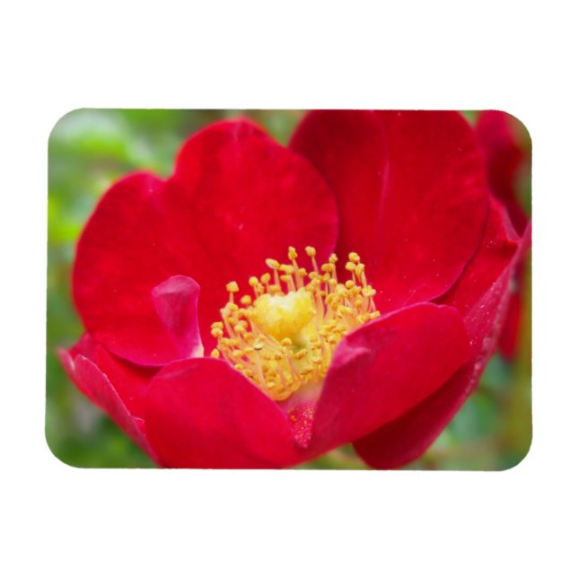 Magnet Flexible Les roses sont un aimant flexible rouge (Horizontal)