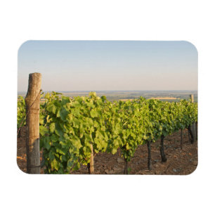 Magnet Flexible Les vignobles de Tokaj, Hongrie