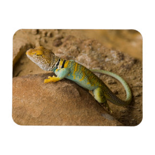 Magnet Flexible Lézard à collerette
