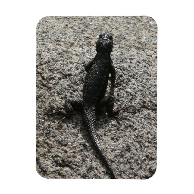Magnet Flexible Lézard noir (Vertical)