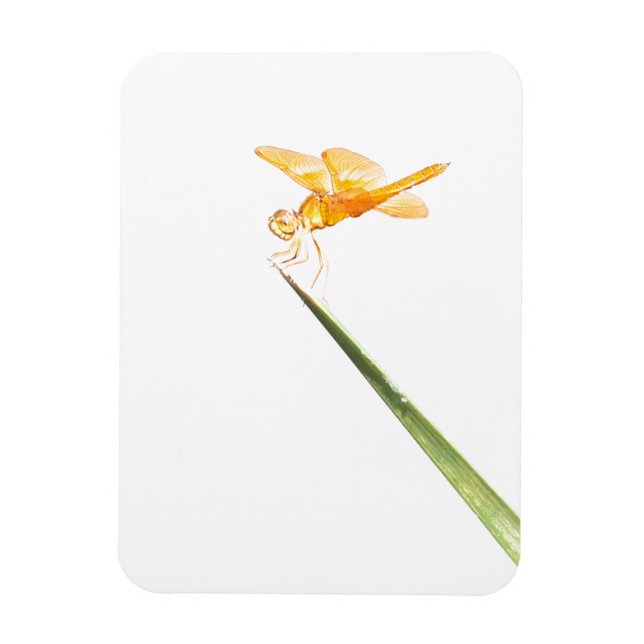 Magnet Flexible libellule ambrée mexicaine (Vertical)
