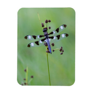 Magnet Flexible Libellule perchée sur l'herbe, Canada