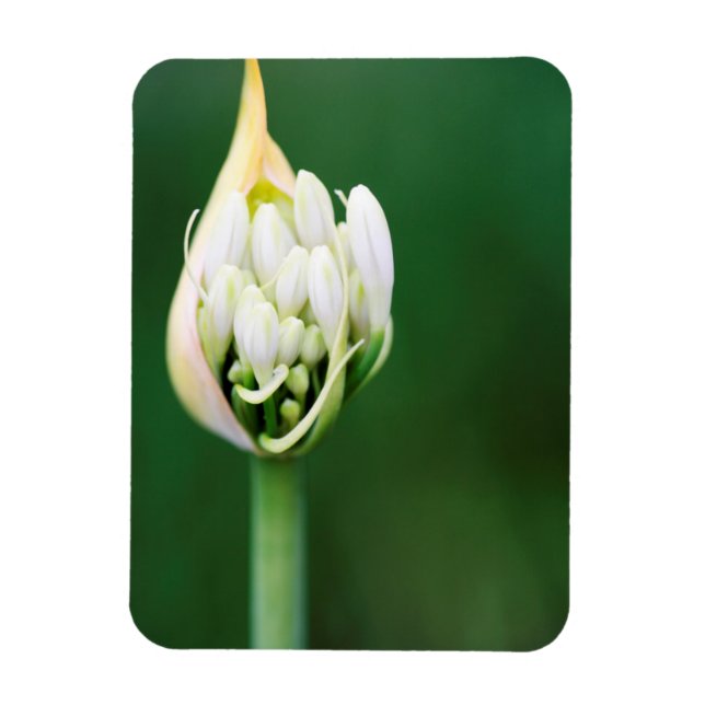 Magnet Flexible Lily africaine, Praecox d'Agapanthus, Cap (Vertical)