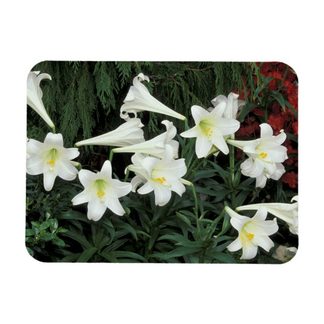 Magnet Flexible Lily de Pâques (Lilium regale) (Horizontal)