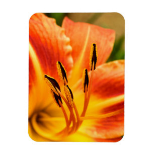 Magnet Flexible Lily de tigre orange