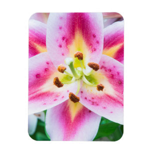 Magnet Flexible Lily en gros plan