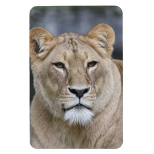 Magnet Flexible Lion 004