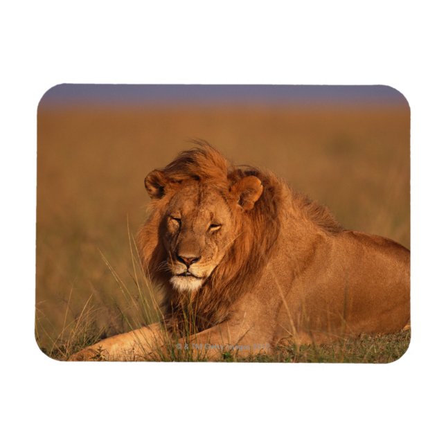 Magnet Flexible Lion 8 (Horizontal)