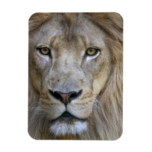 Magnet Flexible Lion adulte mâle au zoo de Sacramento, CA