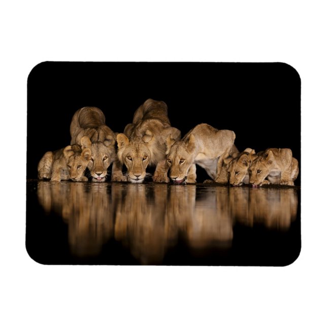 Magnet Flexible Lion Pride Drinks at the Water Hole at Night (Horizontal)