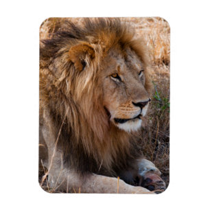 Magnet Flexible Lion réserve nationale du Maasai Mara, Kenya