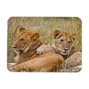 Magnet Flexible Lionceaux au repos