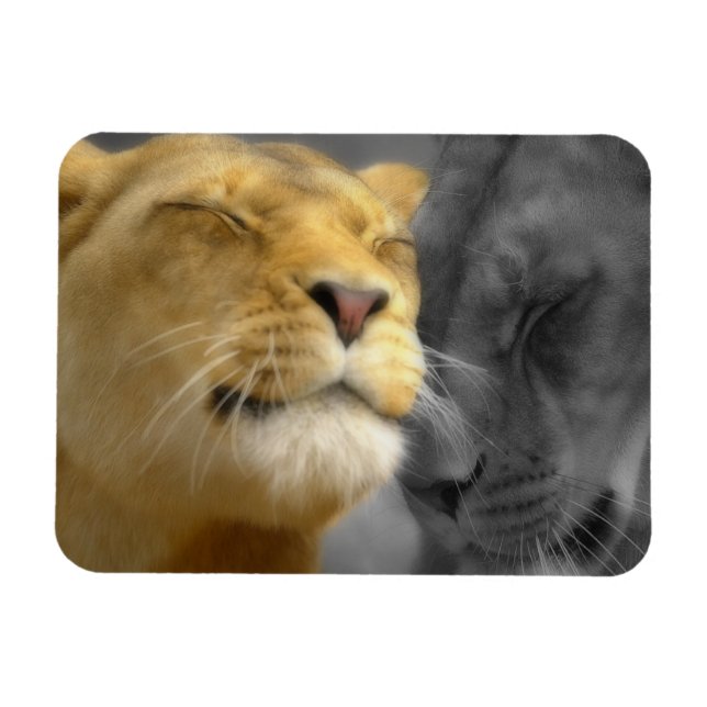 Magnet Flexible Lions dans l'amour (Horizontal)